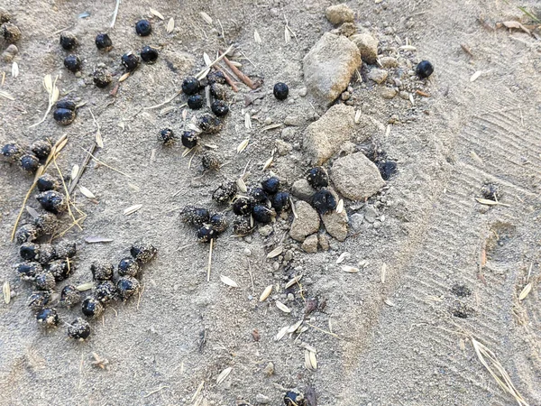 Keçi kakası ya da dışkısı.