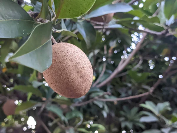Bir manilkara zapota meyvesi. Ayrıca sapodilla, sapote, chicoo, chicle, naseberry veya nispero olarak da bilinir.
