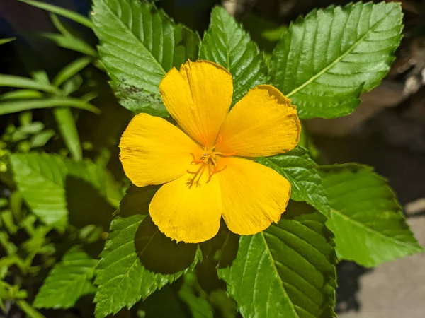 Turnera ulmifolia çiçeğini kapat