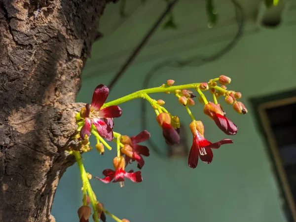 Yakın plan bir averrhoa bilimbi çiçeği.