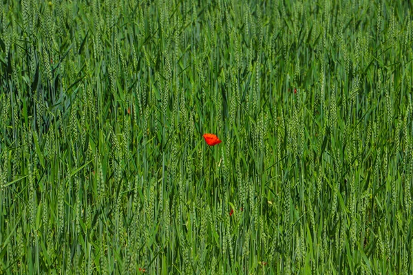 Green Wheat Field Single Red Poppy Summer Close — Stock Photo, Image