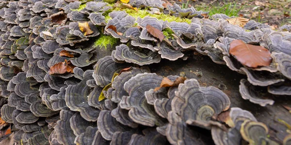 Gombák Erdőben Közelkép Szelektív Fókusz — Stock Fotó