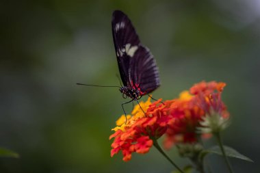 Beyaz işaretli siyah bir kelebek, muhtemelen bir Heliconius türü, canlı kırmızı ve turuncu Lantana çiçeklerinin üzerine konmuştur..