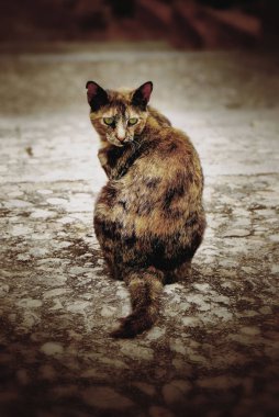 Kaplumbağa kabuğundan bir kedi dokulu bir taş kaldırımda oturur, vücudu hafifçe yana döner. Kedinin kürkü kahverengi, turuncu ve siyah karışımı..