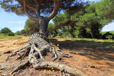 Bir çam ağacının (Pinus türleri) buruşuk kökleri, seyrek çimenler ve küçük sarı çiçeklerle çevrili kuru, kırmızımsı toprak üzerinde uzanır. Ağaç gövdesi sağlam, koyu dokulu kabuğu var. Arka planda daha çok çam ağacı görülebilir..