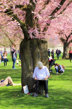 Parkta kiraz çiçeği ağacının altında oturan yaşlı bir adam (Prunus serrulata) çizim üzerine odaklanmıştır. Beyaz bir gömlek ve şapka giyiyor, elinde bir tahta ve kağıt ile bir tabureye oturmuş. Kiraz çiçekleri canlı pembe bir tepe örtüsü oluşturur..