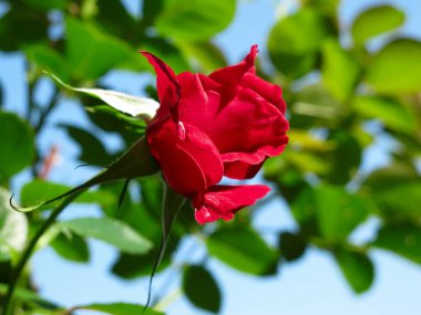 Yalnız yaşayan kırmızı gül. Yaz. Güneş.