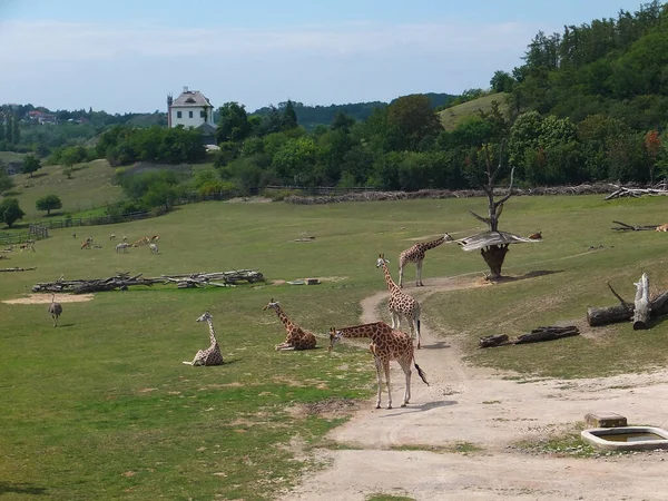 Girafas Jardim Zoológico Praga Praga Zoológico Girafas — Fotografia de Stock