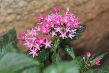 Çiçek açan Güzel: Doğanın Renkli Çiçeklerinin Kutlanması