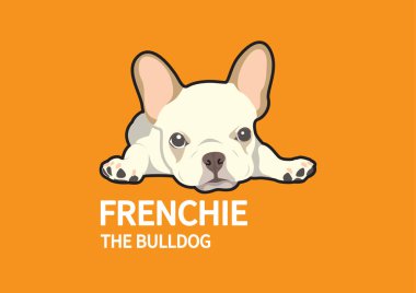 Tatlı, tembel bir Fransız Bulldog yerde yatıyor. Tembel bir Fransız Bulldog 'unun yerde uzanmasının harika bir temsili. Cinsin sevimliliğini ve gevşemiş cazibesini yakalar..