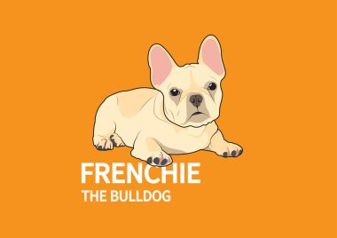 Turuncu Arkaplan 'daki şirin Fawn Brown Fransız Bulldog' u. Sevimli kahverengi Fransız Bulldog 'u canlı turuncu bir arka planda..
