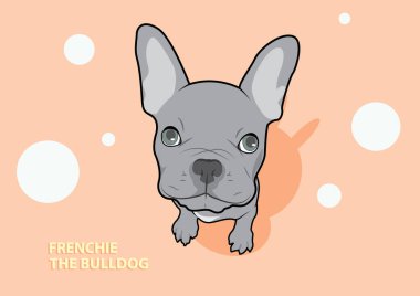 Şirin Gri Köpek Fransız Bulldog Surat. Tatlı gri köpek yavrusu Fransız Bulldog suratı çekici bir vektör tasarımına bürünmüş, tapılası ve sevimli özelliklerini sergiliyor..