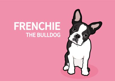 Soru yüz Fransız Buldog pembe arka planda. Siyah ve beyaz cins Fransız Bulldog ruh halini bir kafa rotasyonu yaparak ifade eder..