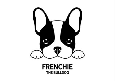 Tatlı Fransız Bulldog abur cuburlarını bekliyor. Siyah beyaz logolu, tavşan kulaklı tatlı Fransız..