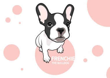 Pembe balonun üzerinde iki tonluk bir Fransız Bulldog oturuyor. Küçük bir Fransız tapılası gözleriyle sana bakıyor..
