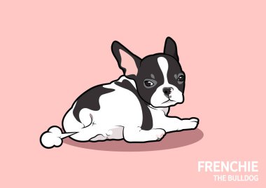 Şirin siyah beyaz bir Fransız Bulldog köpeği osuruyor ve pembe arka plandaki verimliliğini izlemek için arkasına bakıyor..