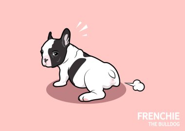Şirin siyah ve beyaz bir Fransız Bulldog köpeği osuruyor ve bakıyor! Bu nasıl kokuyor? Pembe arka planda Fransız sanatı.