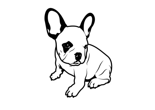 Leuke Chubby Franse Bulldog Zijn Aanbiddelijke Konijnenoren Zwart Wit Potlood — Stockvector