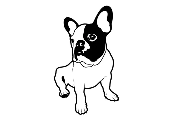 Eenzame Schattige Franse Bulldog Leuke Fransman Met Konijnenoren Zwart Wit — Stockvector