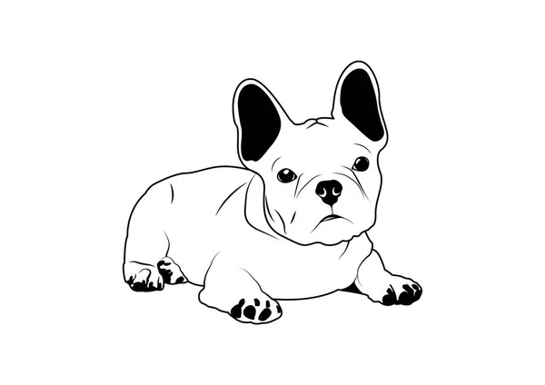 Cute Fawn French Bulldog Czeka Czerni Bieli Słodki Czarno Biały — Wektor stockowy