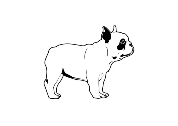 Lindo Bulldog Francés Con Sus Piernas Cortas Blanco Negro Entrañable — Vector de stock