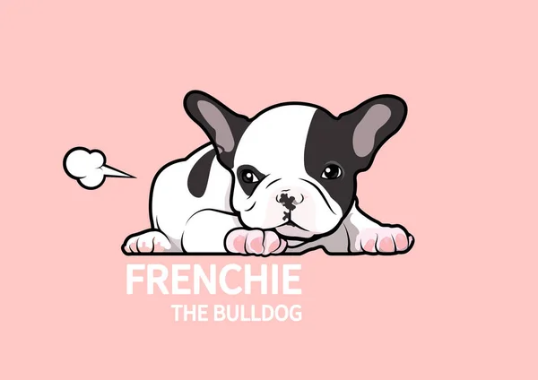 Şirin siyah beyaz Fransız Bulldog köpeği, somurtuyor ve sonra pembe arka planda moralini düzeltmek için osuruyor..