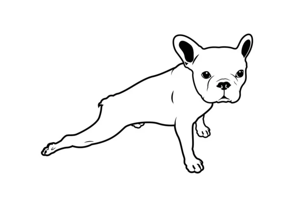 Little Frenchie Her Cute Butt Cute French Bulldog Stretching Exercises — 图库矢量图片