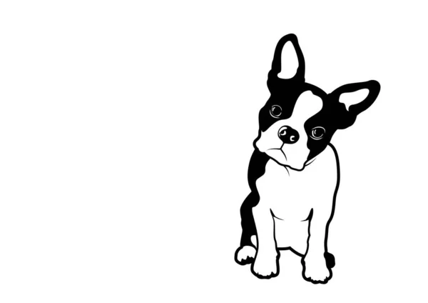 Fragezeichen Hinter Frenchie Bulldog Schwarze Und Weiße Rasse Französische Bulldogge — Stockvektor