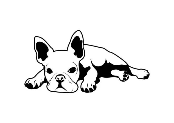 Söt Fransk Bulldogg Låg Golvet Svartvitt Koncept Vektor Illustration Söt — Stock vektor