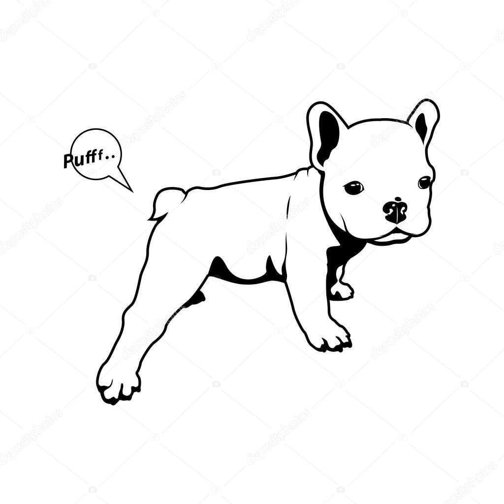 Cute little Frenchie is doing yoga exercises and making a fart. French bulldog puppy stretches her legs and releases a little gas pufff..(sound effect)