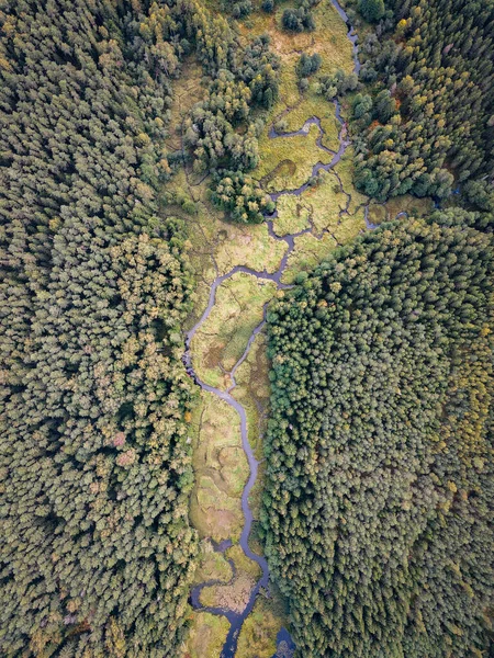 Vilda Floden Skogen — Stockfoto