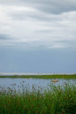 Güzel Baltık Denizi kıyısında