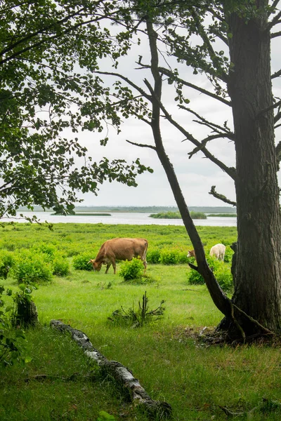 Vacas Selvagens Parque Nacional Junto Lago — Fotografia de Stock