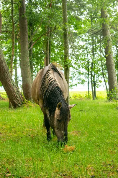 Milli parktaki vahşi at