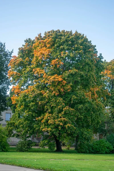 Sonbahar Park meşe ağacı