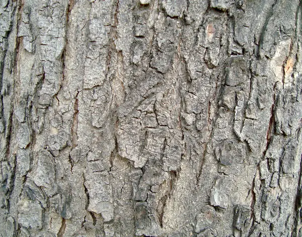 Panneau Bois Texture Fond — Photo