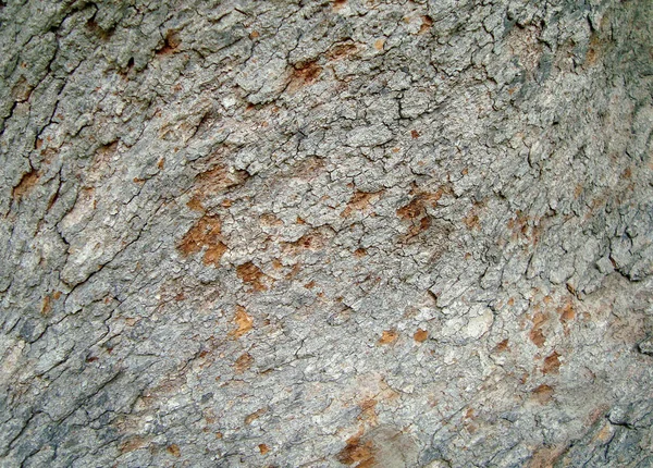 Макроснимок Текстуры Ствола Дерева — стоковое фото