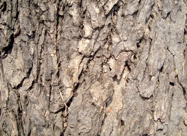 Tekstura Tło Drewna — Zdjęcie stockowe