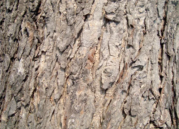 Textur Träd Bark Träd Bakgrund — Stockfoto