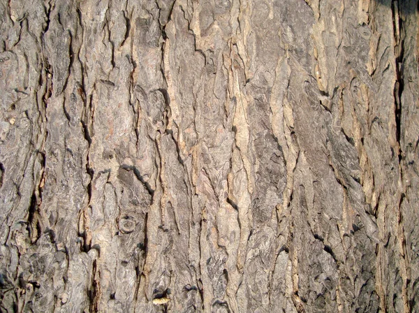 Textur Eines Baumrindenhintergrundes — Stockfoto