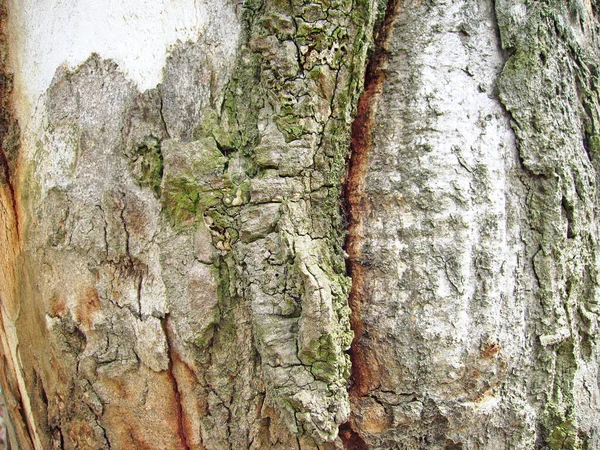 Gamla Träd Bålen Textur Bakgrund — Stockfoto