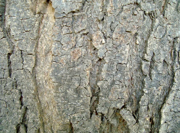 Задний План Старой Деревянной Текстуры Трещинами — стоковое фото
