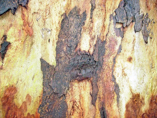 Dřevo Stromu Kůra Textury Pozadí — Stock fotografie