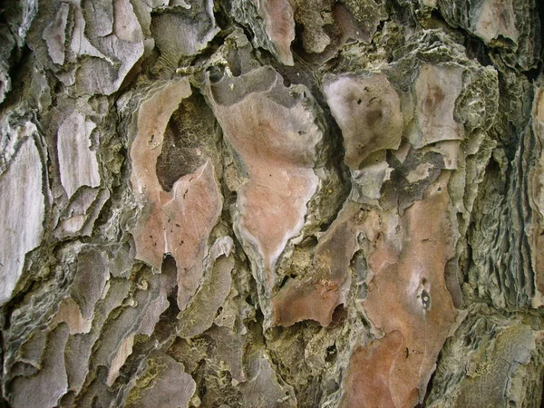 Träd Stam Bark Konsistens Bakgrund — Stockfoto