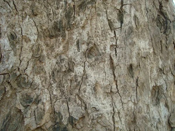 Stará Dřevěná Textura Pozadí Textury Hnědého Dřeva — Stock fotografie
