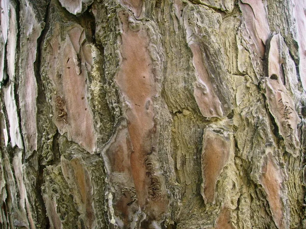 Texture Bark Wood Use Natural Background — Stock Photo, Image