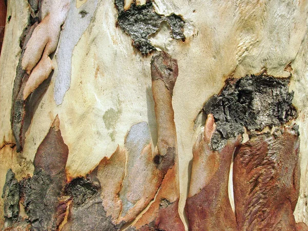 Staré Dřevo Kůra Pozadí Textura — Stock fotografie