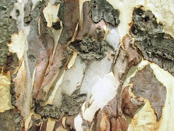 Кора Старого Дерева Крупным Планом Фоновая Текстура — стоковое фото