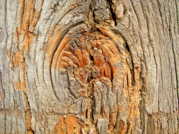 Panneau Bois Texture Fond — Photo