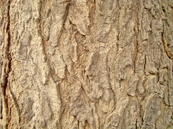 Текстура Фону Візерунок Коричневого Дерева — стокове фото